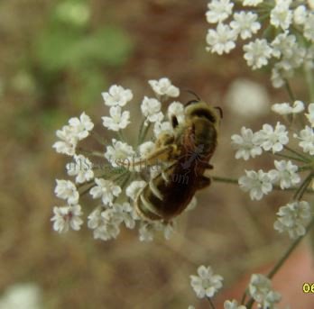 Halictus confusus -14