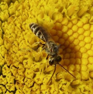Halictus confusus -9