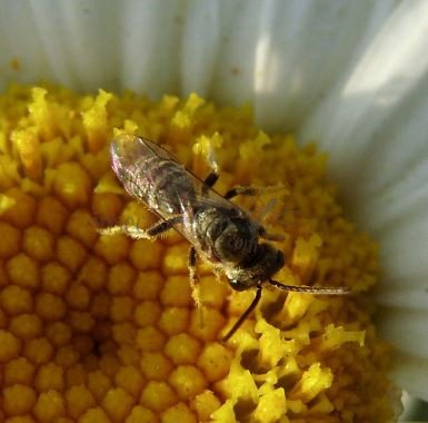 Halictidae-4