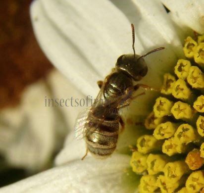 Halictus confusus -10