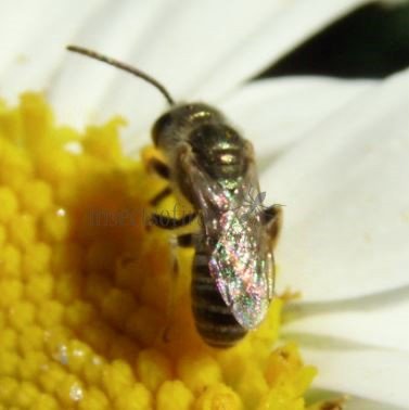 Halictus confusus -10