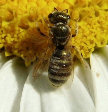 Halictus confusus -11