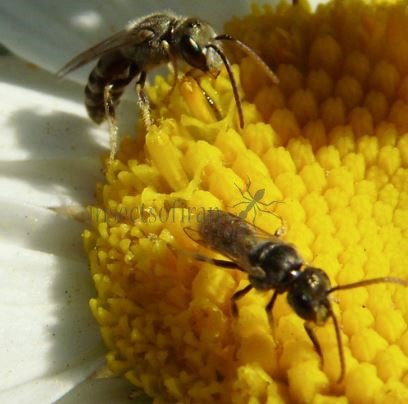 Halictus confusus -11