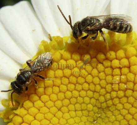 Halictus confusus -12