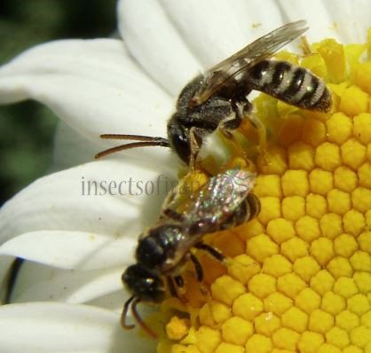 Halictus confusus -13