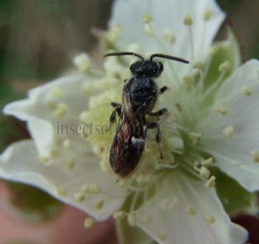 Halictidae-8