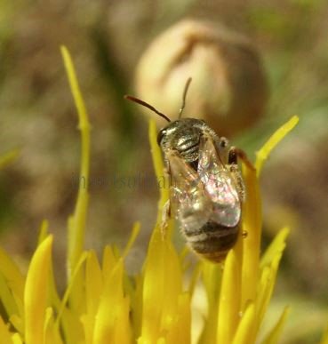 Halictus smaragdulus -9