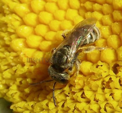 Halictus smaragdulus -11