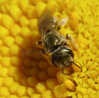 Halictus smaragdulus -12