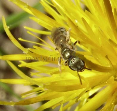 Halictus smaragdulus -13