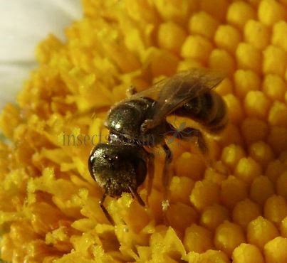 Halictus subauratus-