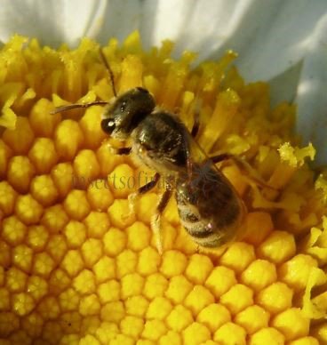 Halictus subauratus-7