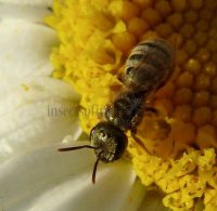 Halictus subauratus-8