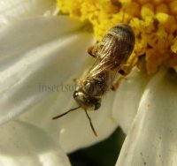 Halictus subauratus-9