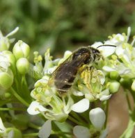 Lasioglossum fulvicorne