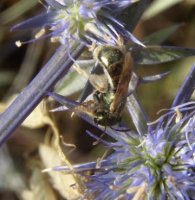 Lasioglossum leucopus-2
