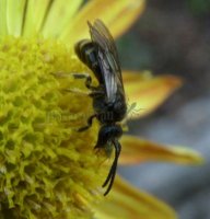Lasioglossum pallens