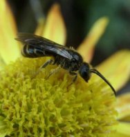 Lasioglossum pallens