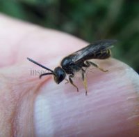 Lasioglossum pallens-4