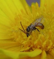Lasioglossum sp-6