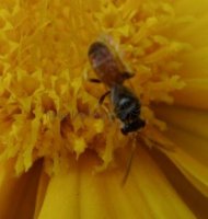 Lasioglossum sp-5