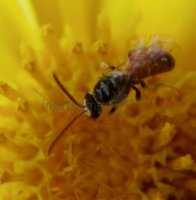 Lasioglossum sp-5