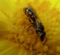 Lasioglossum sp-6