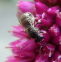 Lasioglossum sp-7