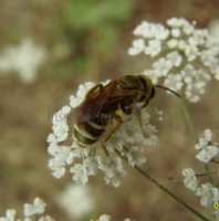 Halictus confusus -15