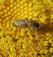 Halictus confusus -5