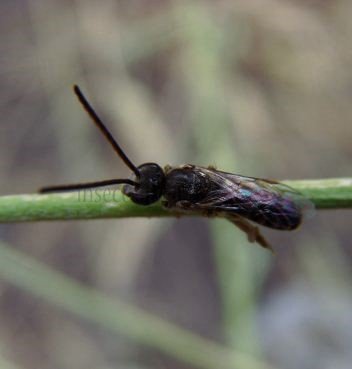 Dufourea alpina -1