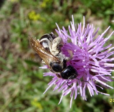 Lasioglossum leucozonium -3