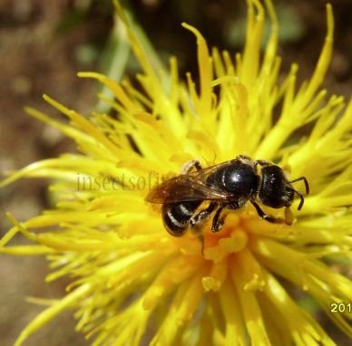 Lasioglossum leucozonium -4