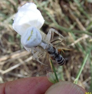 Halictus  scabiosae -4