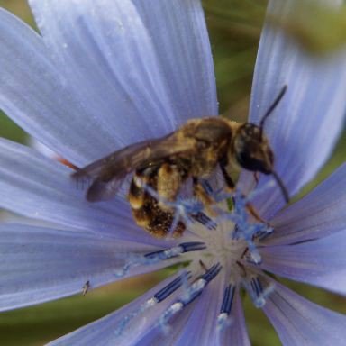 Lasioglossum leucozonium -7