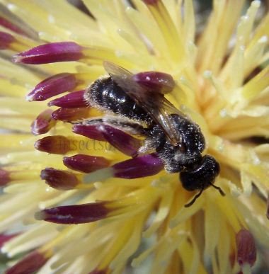 Lasioglossum lissonotum -1