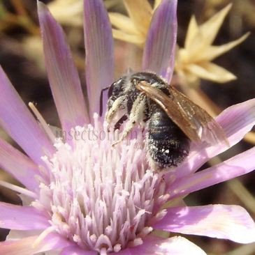 Lasioglossum lissonotum -2