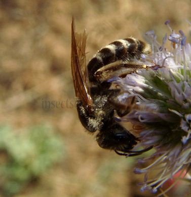 Lasioglossum malachurum -1