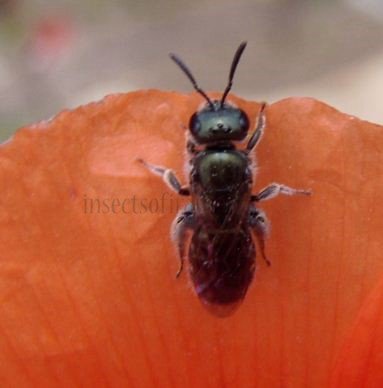 Lasioglossum malachurum -2