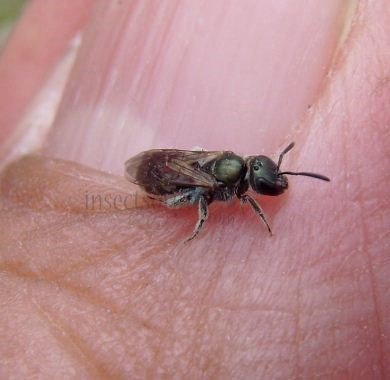 Lasioglossum malachurum -3