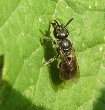 Lasioglossum malachurum -4