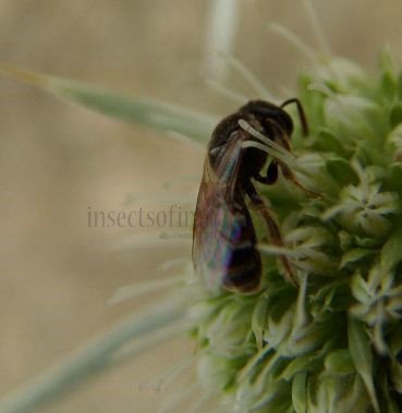 Lasioglossum morio -1