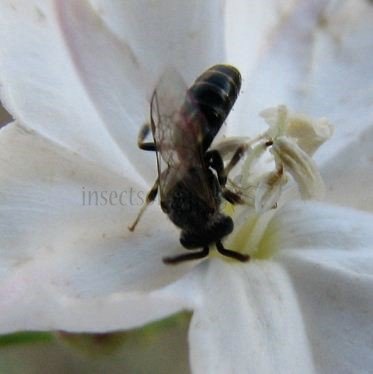 Lasioglossum morio -2
