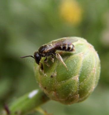 Lasioglossum morio -3