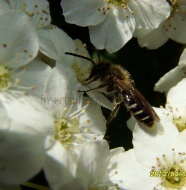Lasioglossum morio -4