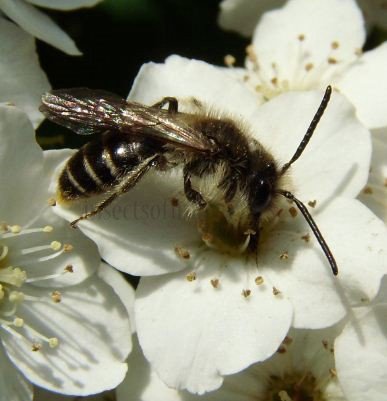 Lasioglossum morio -5