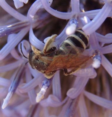 Halictus confusus -1
