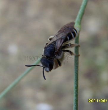 lasioglossum sexstrigatum-1