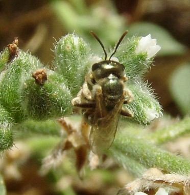 Lasioglossum tegulariforme -2