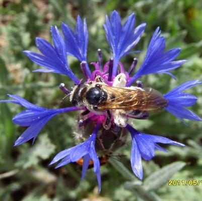 Lasioglossum xanthopus -1
